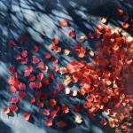 poster Red Leaves